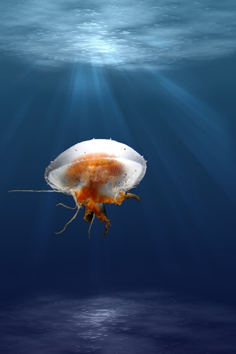 Marine Life Discovery